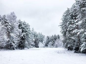 Trees against sky during winter