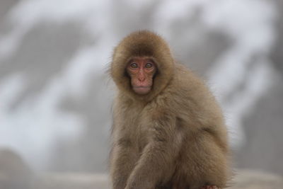 Portrait of monkey sitting on snow