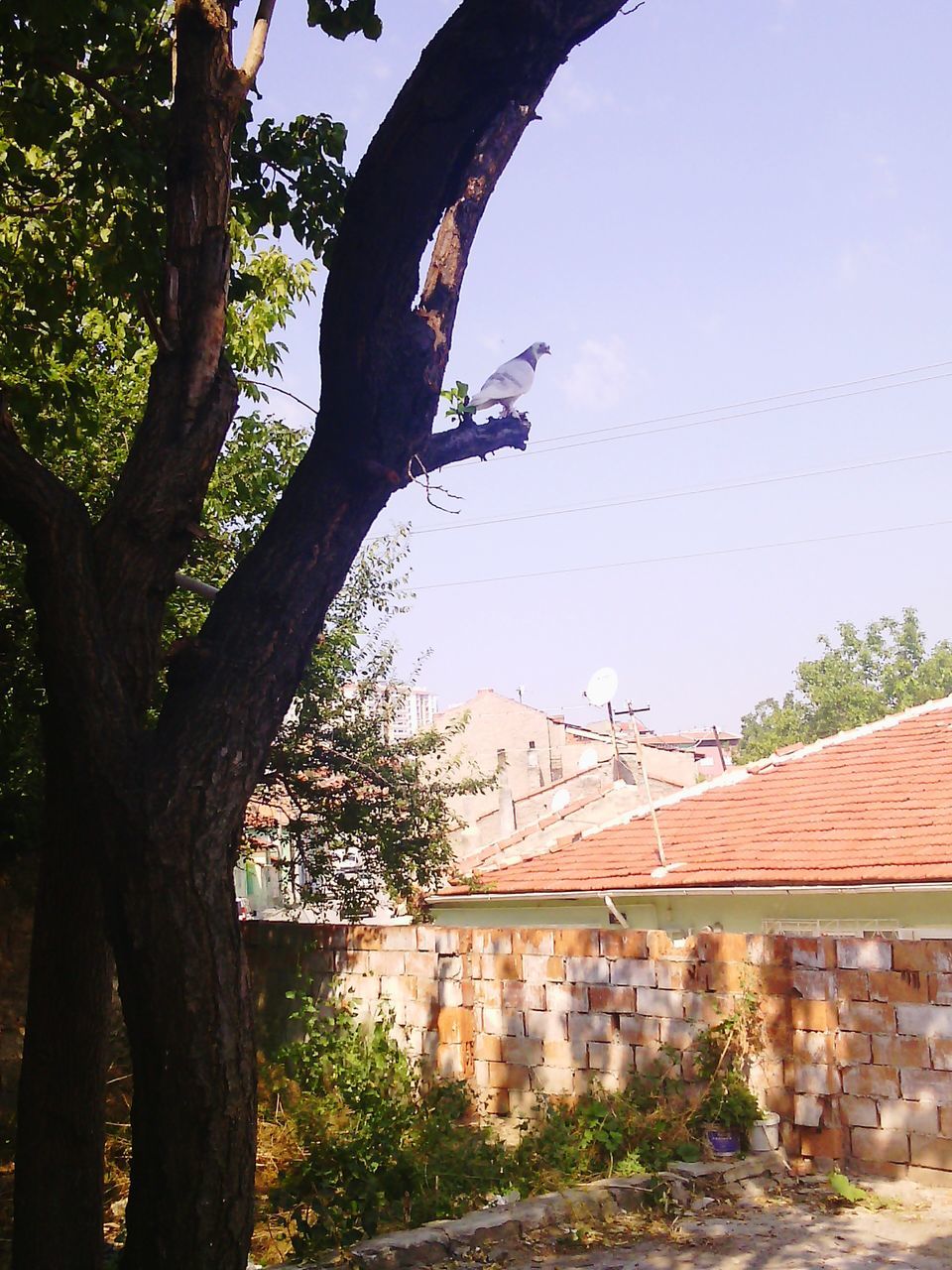 tree, built structure, architecture, clear sky, building exterior, low angle view, house, branch, sky, growth, tree trunk, outdoors, nature, day, no people, sunlight, roof, residential structure, plant, wall - building feature