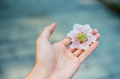 Close-up of hand holding flower