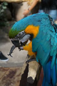 Close-up of parrot