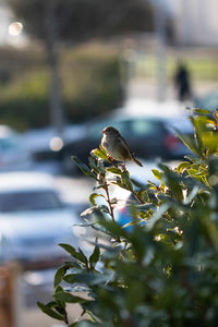 Bird perching on a plant