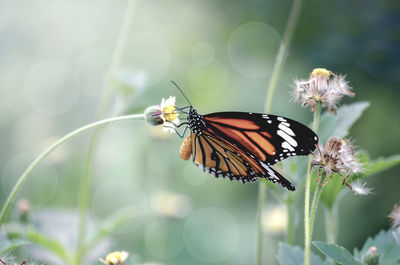 Close-up of butterfly pollinating on flower