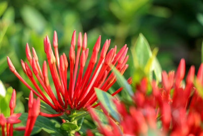 Close-up of red flowering plant