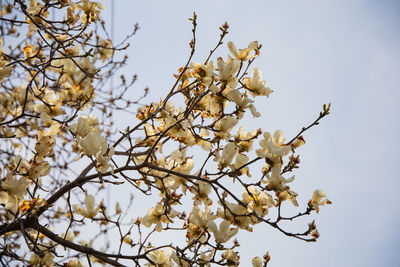 Low angle view of flowers against clear sky