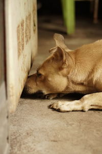 Side view of a dog sleeping