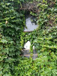 Reflection of trees in water