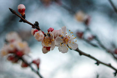 Close-up of cherry blossom