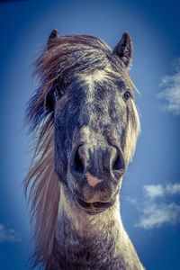 Close-up portrait of a horse