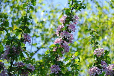 Close-up of purple flowering plants