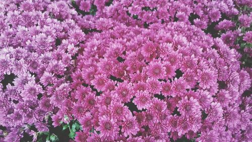 Pink flowers blooming outdoors