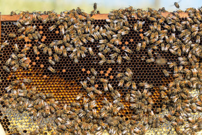 Close-up of honey bees on beehive