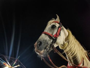 Close-up of a horse