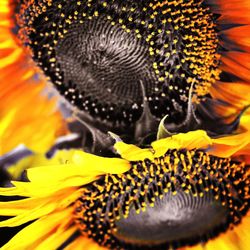 Close-up of sunflower