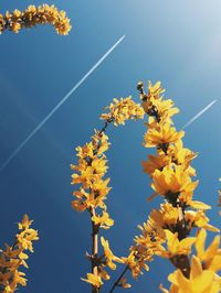 Low angle view of yellow flowering plant against clear sky