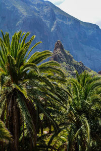 Palm tree against sky