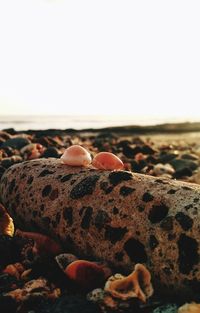 Close-up of shells on rock against sky