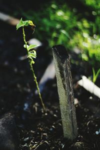 Close-up of plant