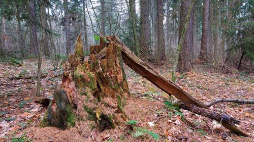 View of tree stump in forest