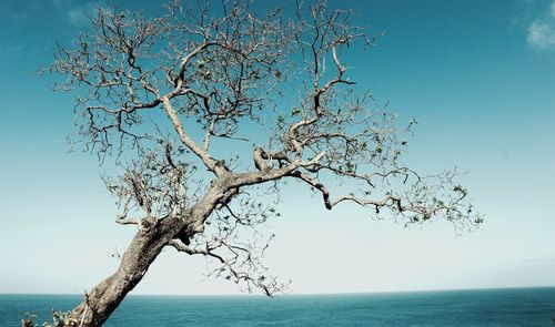 Tree by sea against clear blue sky