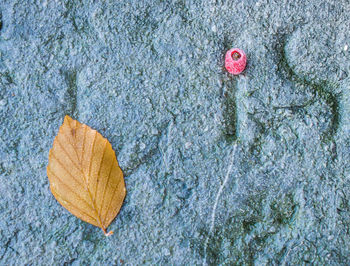 High angle view of autumn leaf on tree trunk