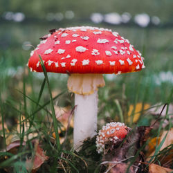 Close-up of fly agaric mushroom on field