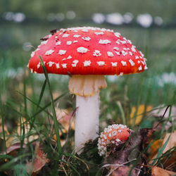 Fly agaric mushrooms growing on field