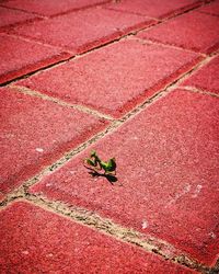 High angle view of pink flower on footpath