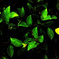 High angle view of wet plant leaves on field
