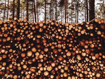 Stack of logs in forest