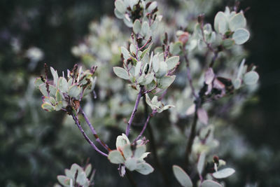 Close-up of flowering plant