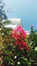 Low angle view of pink flowering plants against sky