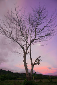 Silhouette bare tree against sky during sunset