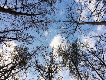 Low angle view of tree against sky