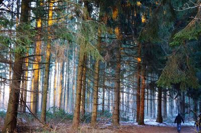 View of trees in forest