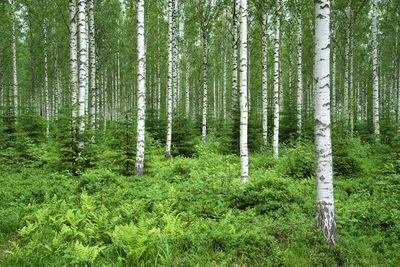 Birch trees and ferns, forest