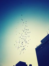 Low angle view of silhouette birds flying against clear sky