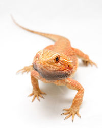 Close-up of a lizard