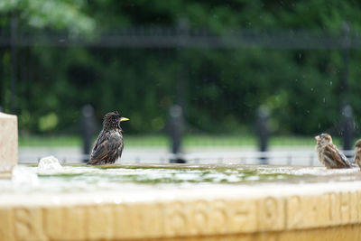 Close-up of bird perching on railing