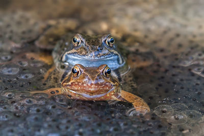 Close-up of frog in water