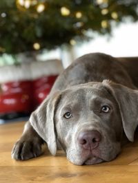 Close-up portrait of a dog