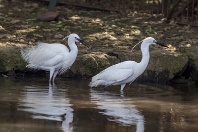 Close-up of swans on lake