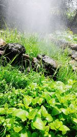 Plants growing in water