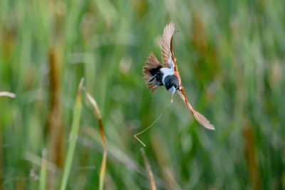 Close-up of insect flying