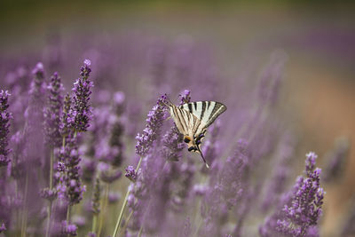 Close-up of butterfly pollinating on purple flower