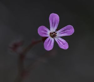 Close-up of pink flower