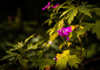 Close-up of pink flowering plant