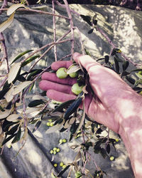 Cropped hand holding green olives on tree