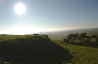 Sun shining through trees