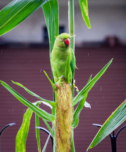Close-up of parrot perching on leaf